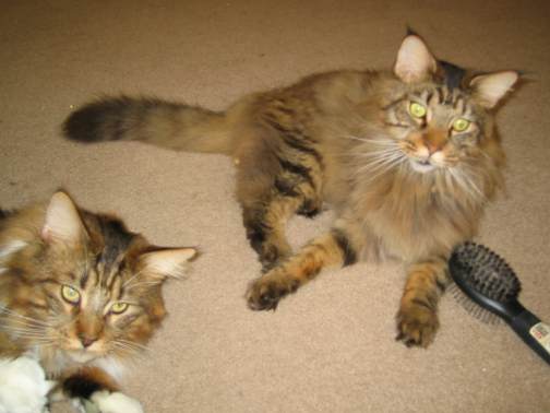 Klawz and Fangz