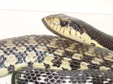 Leioheterodon madagascariensis