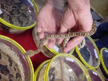 Lyre Snake