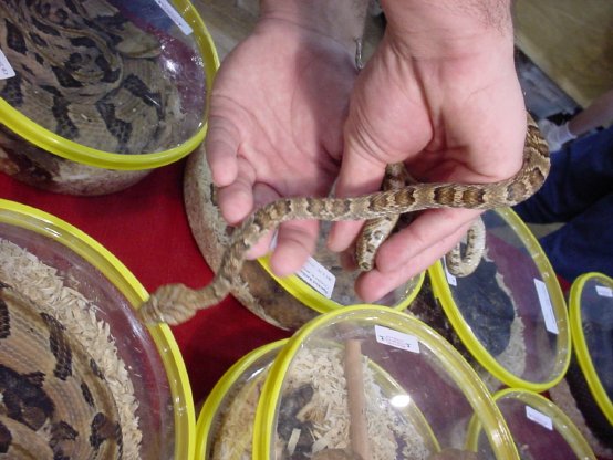 Lyre Snake