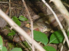 Northern Water Snake consuming a fish
