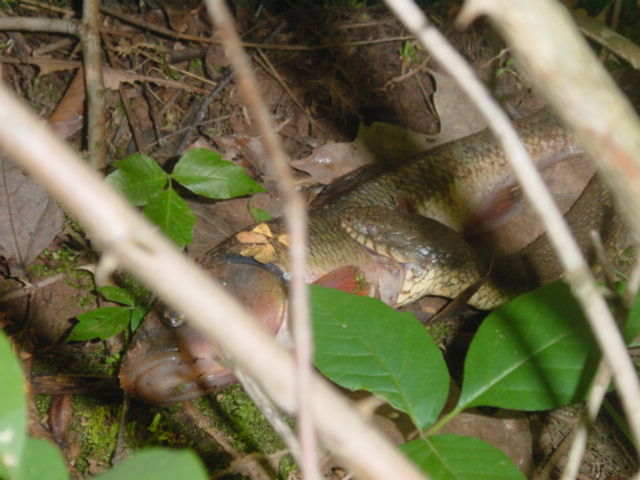 Northern Water Snake consuming a fish