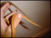 pair of leaf-nosed snakes2