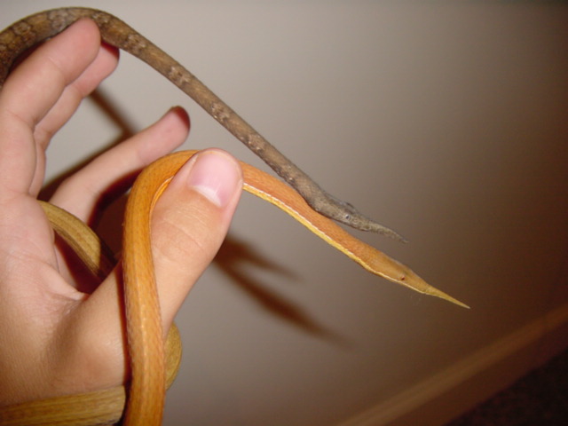 pair of leaf-nosed snakes2