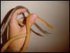 pair of leaf nosed snakes3