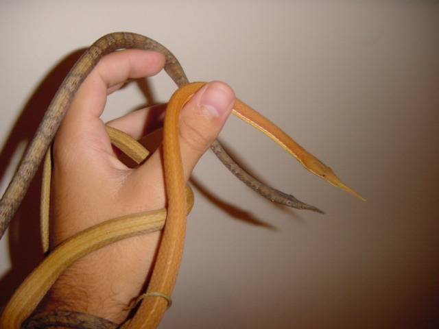 pair of leaf nosed snakes3