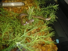 Sick chinensis?2