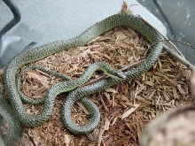 Ornate Flying Snake - Female