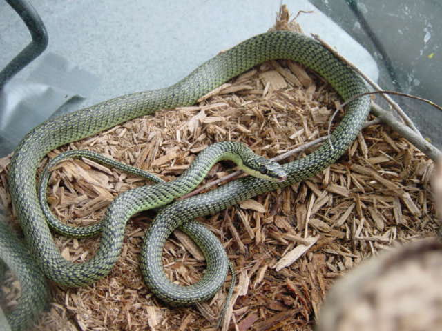 Ornate Flying Snake - Female