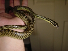 Ornate Flying Snake - Male