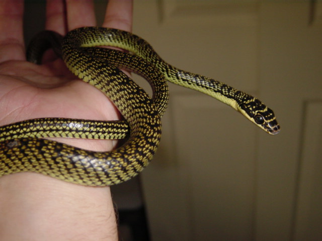 Ornate Flying Snake - Male