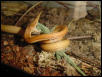 Madagascar Leaf-nosed Snake