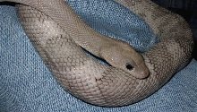 Axanthic Trans-Pecos
