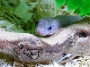 Mahtab
