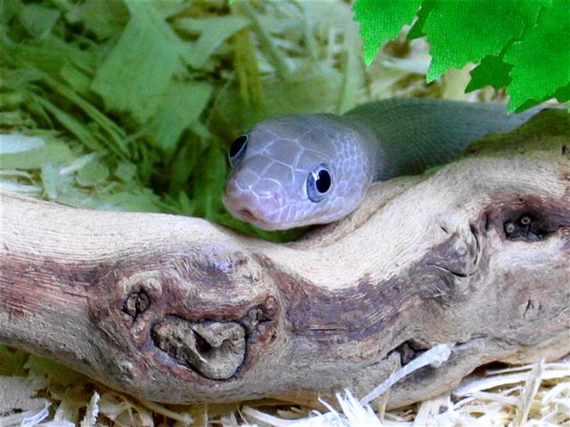 Mahtab