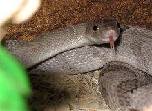 Axanthic Trans-Pecos
