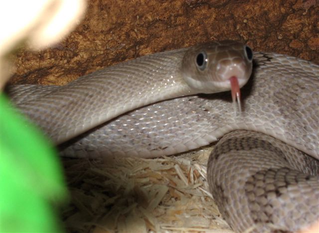 Axanthic Trans-Pecos