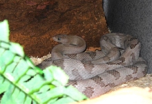 Axanthic Trans-Pecos