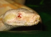 Novarra