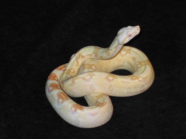 04 Albino Boa
