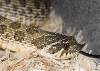 Western Hognose