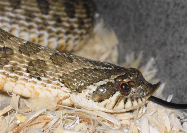 Western Hognose