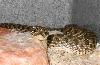 Western Hognose
