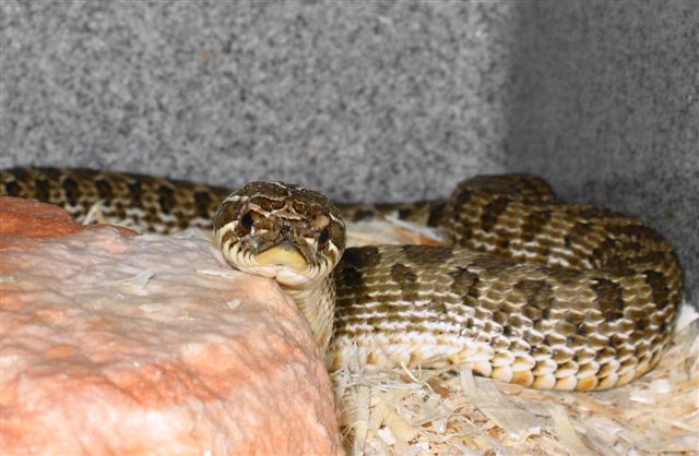 Western Hognose
