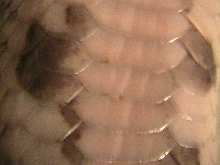 scales