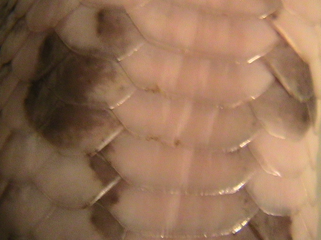 scales