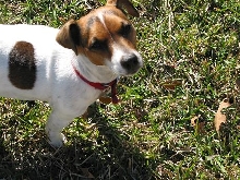 sweet piebald!!!!!
