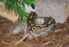 first sucessful shed!