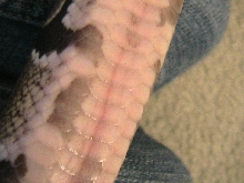 scales 2