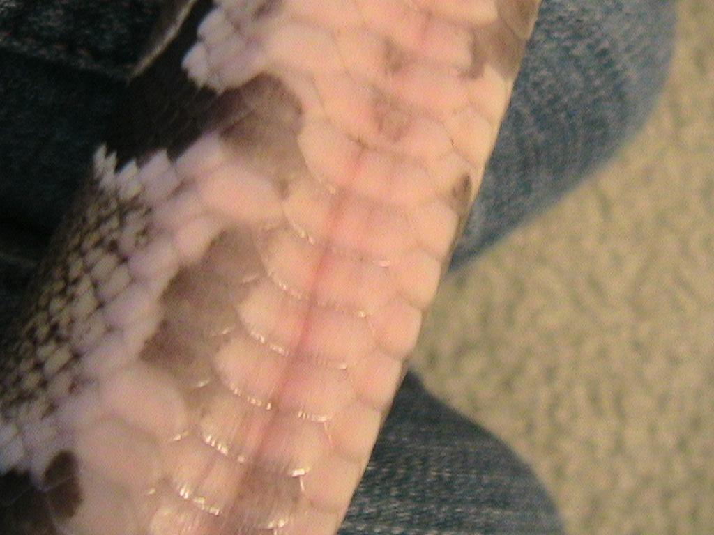 scales 2