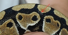 weird scales
