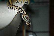 Rusti on the kitchen countertop