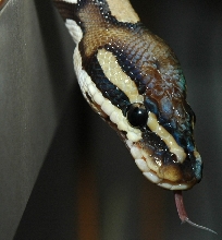 close up of head