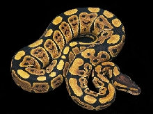 smile snake