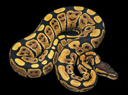 smile snake