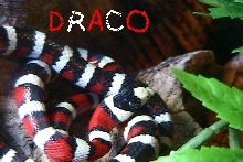 Our AZ Kingsnake