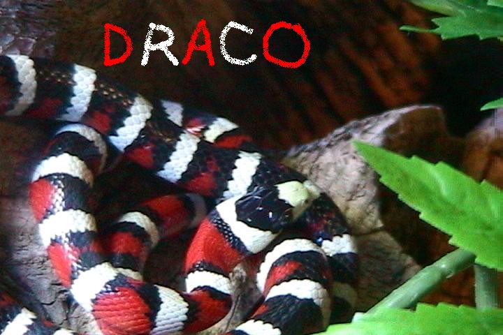 Our AZ Kingsnake
