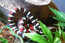 Draco