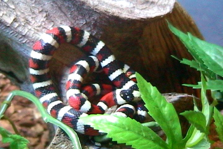 Draco