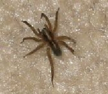 NEED ID!!!!