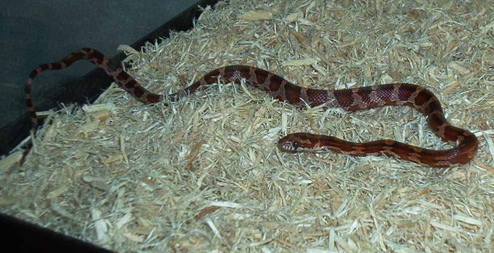 Female Oketee