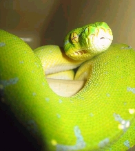 chondro