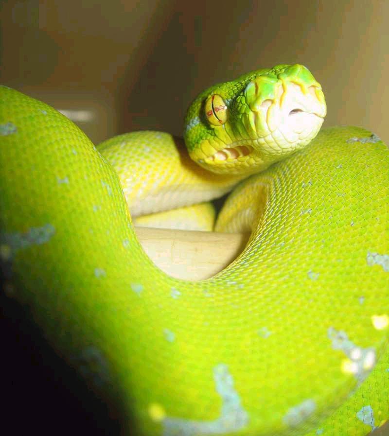chondro