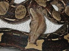 Boa constrictor (crossbreed)