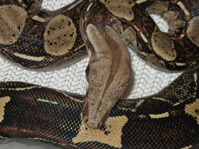 Boa constrictor (crossbreed)
