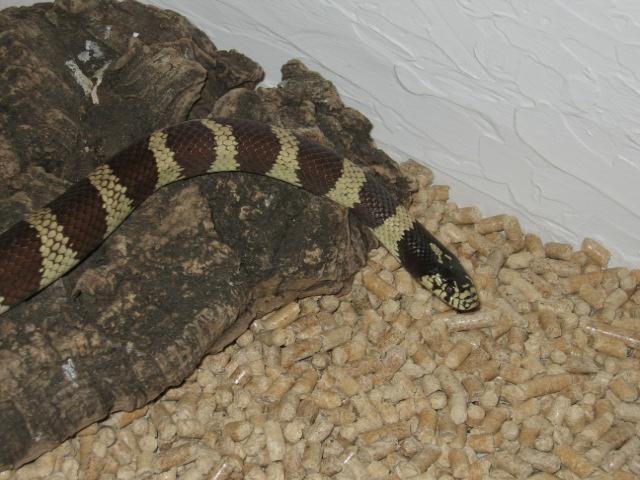 Lampropeltis getula californiae, male
